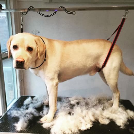 Pile of brushed-out undercoat on the black grooming table
